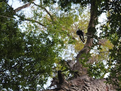 Um pesquisador, na copa da maior árvore da Amazônia.