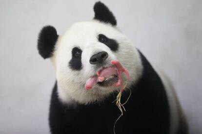 El oso panda Hao Hao mientras sostiene con la boca a su cría en el zoo Pairi Daiza en Brugelette, Bélgica.