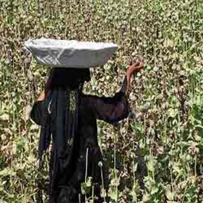 Una mujer recoge las cápsulas de la amapola del opio en una plantación cercana a Jalalabad.