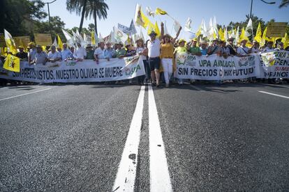 Asimismo, exigen que el Gobierno central intervenga "sin más demora" en el control de las importaciones de países terceros que producen la caída de los precios en el aceite español.