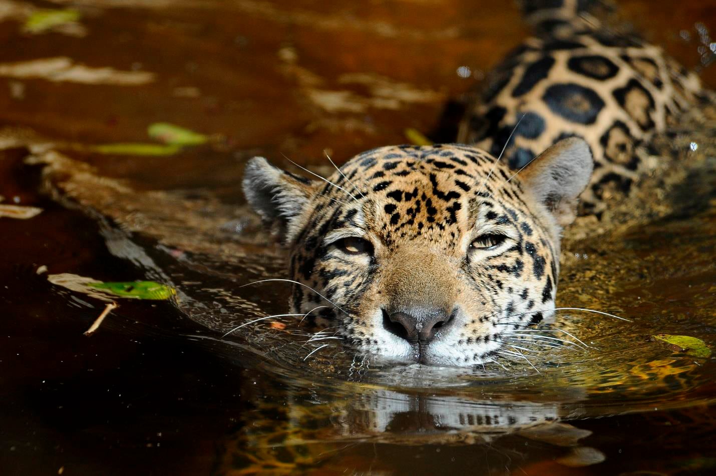 Comprar un collar online de garras de jaguar: México encabeza el tráfico ilegal de felinos