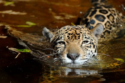 Jaguar en su hábitat.