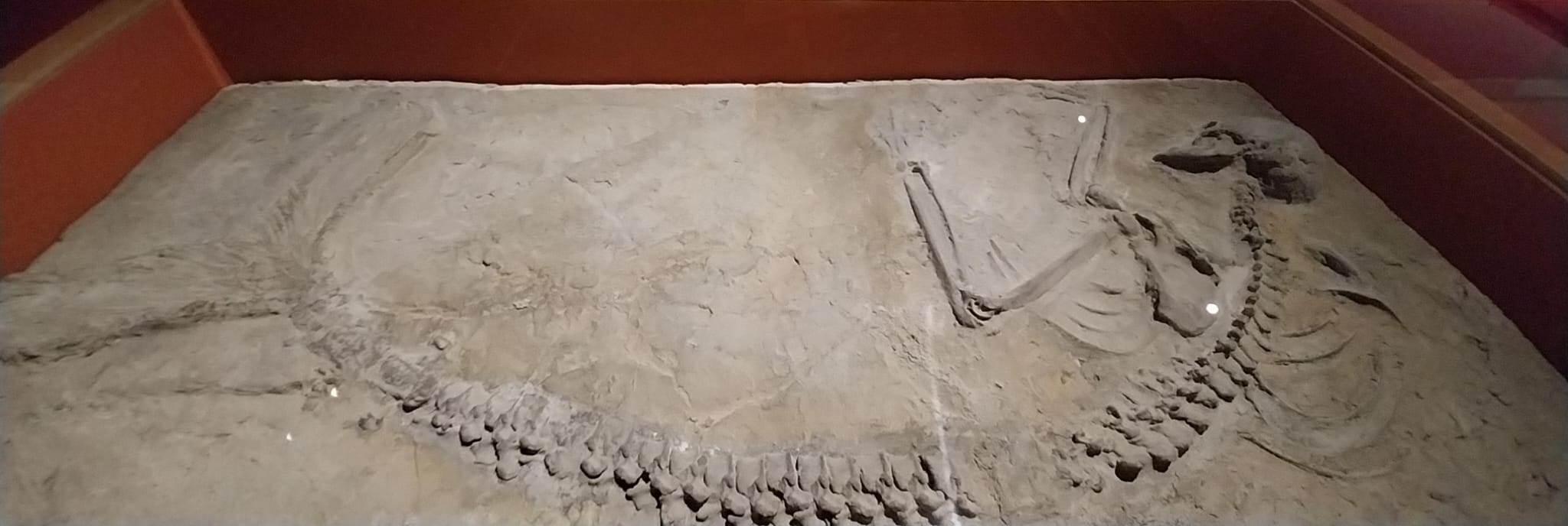 El supuesto fósil de sirena en 'Animales invisibles'.