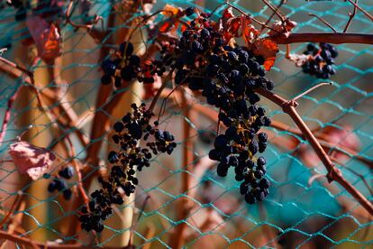 Grapes from the Los Caracoles vineyard, the highest vineyard in Chile.