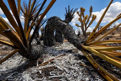 Yucas y árboles de Josué dañados por el fuego en el Mojave National Preserve este martes.
