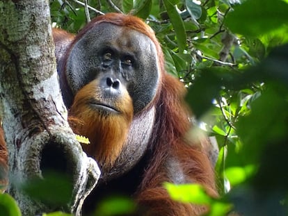 A male Sumatran orangutan named Rakus is seen two months after wound self-treatment using a medicinal plant in the Suaq Balimbing research site, a protected rainforest area in Indonesia, with the facial wound below the right eye barely visible anymore, in this handout picture taken August 25, 2022. Safruddin/Max Planck Institute of Animal Behavior/Handout via REUTERS    THIS IMAGE HAS BEEN SUPPLIED BY A THIRD PARTY NO RESALES. NO ARCHIVES MANDATORY CREDIT