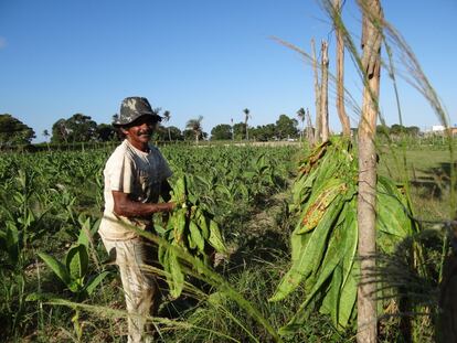 El agricultor Dominguinhos Silva recoge tabaco al lado del campo donde entrenó Diego Costa, en Lagarto.