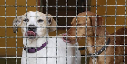 Perros de la protectora de animales Alba en Camarma de Esteruelas (Madrid).
