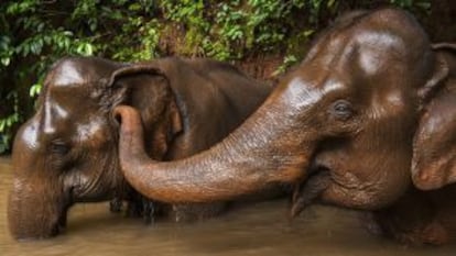 Dos elefantes bañándose en un río cerca de Sen Monorom, en la región de Mondulkiri, al noreste de Camboya.