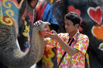 Un mahout prepara a su elefante para participar en la guerra de agua por las calles de Ayutthaya. Los mahouts son los cuidadores que conocen y manejan a los elefantes.