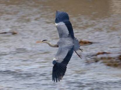 Una garza real sobre el Manzanares.