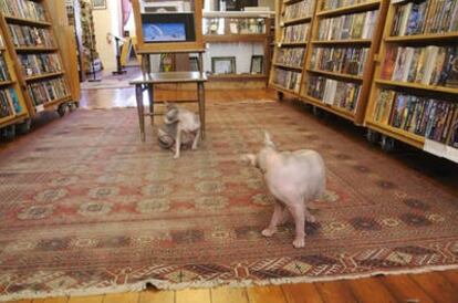 Los gatos esfinge son una presencia más en esta librería de ciencia ficción