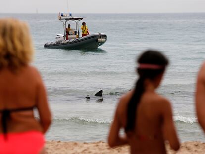 Un ejemplar de tintorera, un tipo de tiburón, ha aparecido desorientado este jueves en aguas de la playa de Poniente de Benidorm (Alicante).