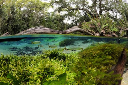 Mergulho no rio Sucuri, uma das mais de 30 atividades para curtir em Bonito.