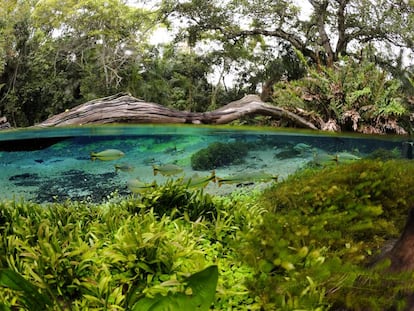 Mergulho no rio Sucuri, uma das mais de 30 atividades para curtir em Bonito.