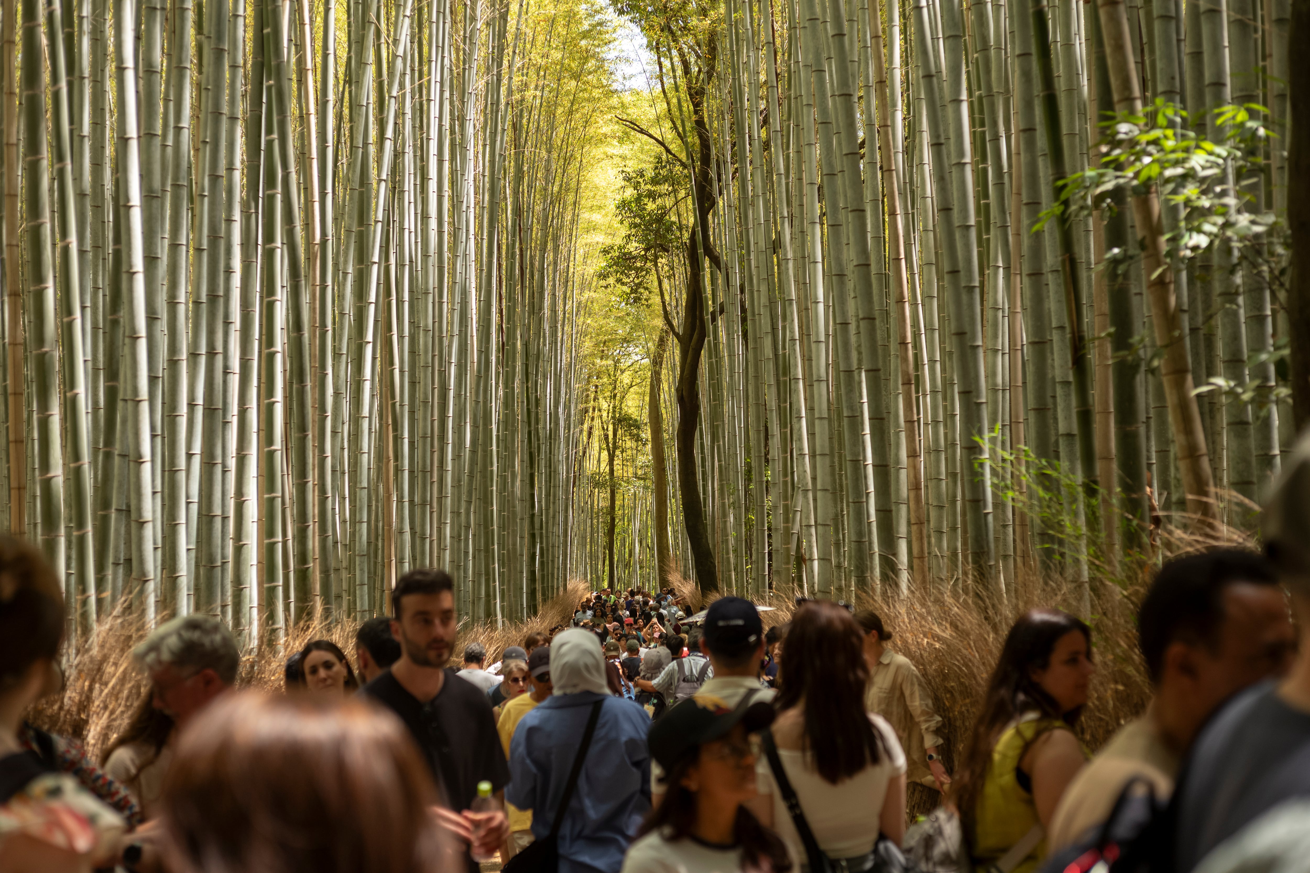 Lugares sobrevalorados: el bosque de bambú de Arashiyama, en Japón, que es solo un paseo