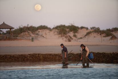 La pesca en los corrales sigue unos principios inalterables en los siglos. Cuando la marea alcanza su pleamar, sea de día o de noche, el primero en entrar en la estructura es el catador o catadores, como estos del corral Mariño. Con sus francajos o tridentes, intentan capturar las especies que quedan atrapadas y las introducen en sus bidones. Tras ellos, pueden acceder el resto de mariscadores.