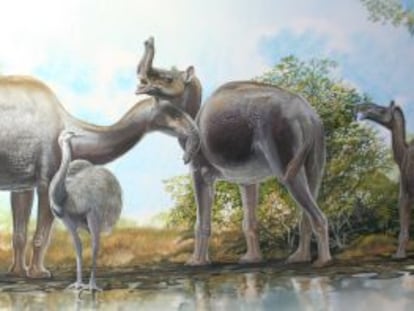 Reconstrucción del 'Macrauchenia' descubierto por Charles Darwin.