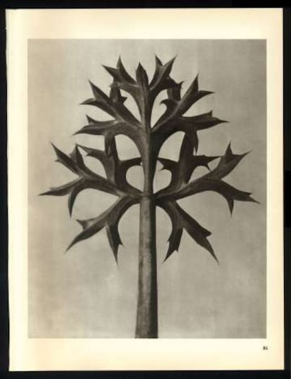 Fotografías de la serie de los años veinte 'Formas artísticas de la naturaleza', de Karl Blossfeldt.