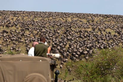 La gran migración de los ñus en la reserva de Masái Mara.