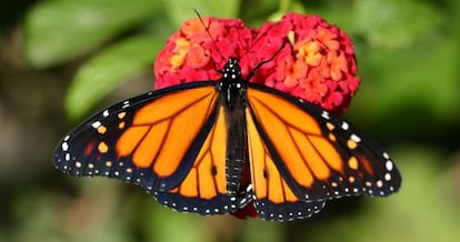 Mariposa monarca (Danaus plexippus).