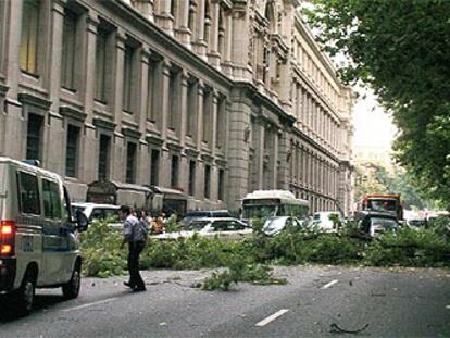 Árbol caido en La Castellna