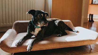 un perro en una cama elevada tumbado.