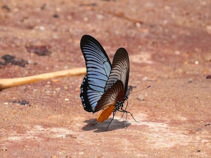 Un ejemplar de mariposa 'Papilio zalmoxis'.