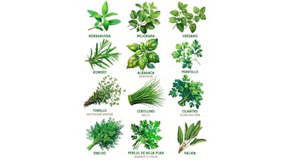 set de semillas bio con 12 hierbas aromáticas