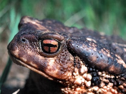 Un sapo común <i>(Bufo bufo),</i> anfibio habitual y protegido de la fauna catalana.