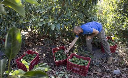 Un trabajador recogiendo aguacates de los árboles y cargando cajas, en la empresa Reyes Gutiérrez, en Vélez-Málaga.