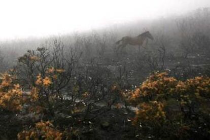 Un caballo salvaje recorre la zona calcinada de Mougás, en el municipio de Santa María de Oia, al sur de Pontevedra.