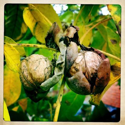 Nueces, frutos del nogal. 'Juglans regia'.. Árbol de hoja caduca, que puede superar los 25 metros de altura. Originario de Asia.