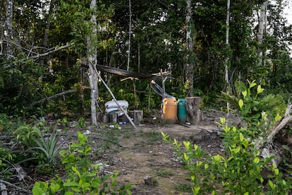 Límite entre la selva y un cultivo joven de la planta de coca.
