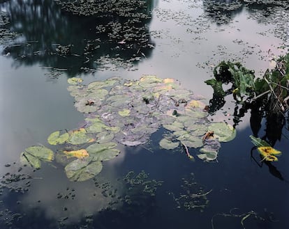 Giverny, Francia, 1977