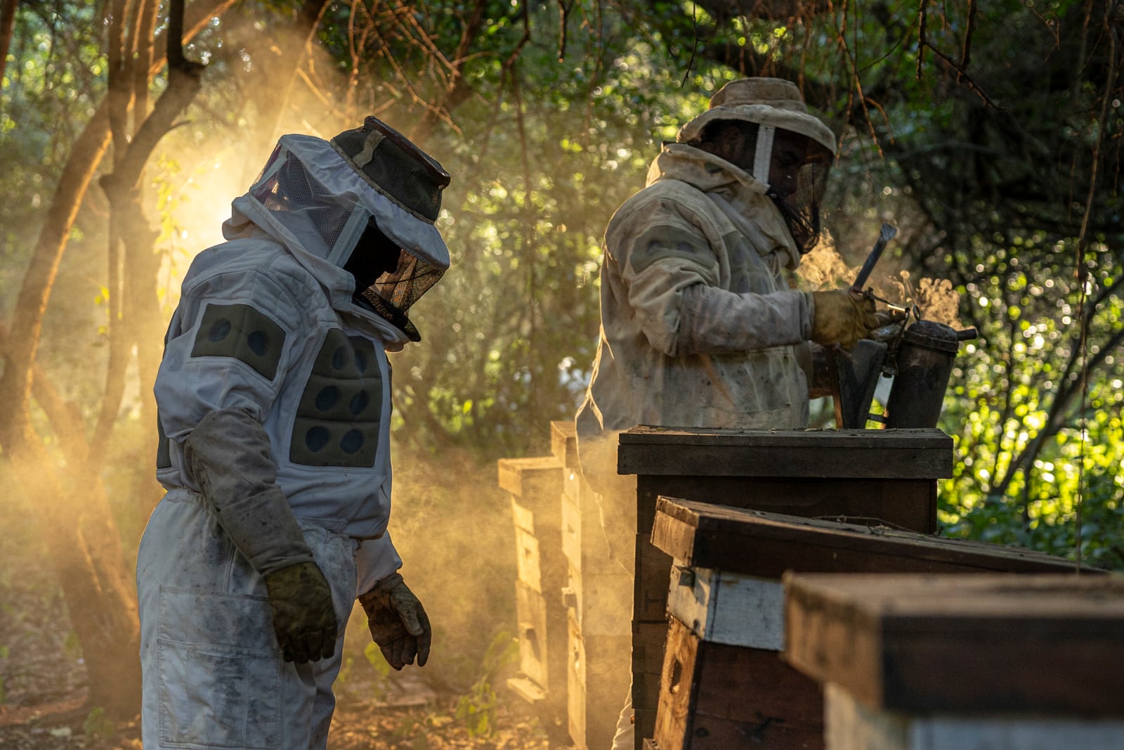 Miel para resistir a la deforestación en el Impenetrable Chaqueño