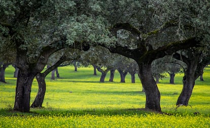 Paisaje de un bosque de robles en el Alentejo (Portugal).