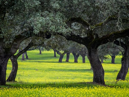 Paisaje de un bosque de robles en el Alentejo (Portugal).