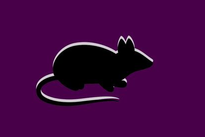 Por su pequeño tamaño, fácil manutención y manipulación, los roedores son los animales más presentes en la investigación científica. Ya sean ratones ('Mus muculus') o ratas ('Rattus norvegicus'), representan más del 65% del total de animales utilizados en los centros de investigación en España (en 2014 se utilizaron casi 540.000 ejemplares). Son especialmente utilizados en las primeras etapas de casi cualquier desarrollo farmacológico y de terapias médicas o biomédicas y "el modelo de laboratorio por excelencia para testar fármacos", según <a href="https://www.youtube.com/watch?v=qzSSphb-HnY" target=blank>Manuel Hidalgo</a>, director de Investigación Clínica del Centro Español de Investigaciones Oncológicas (CNIO) .