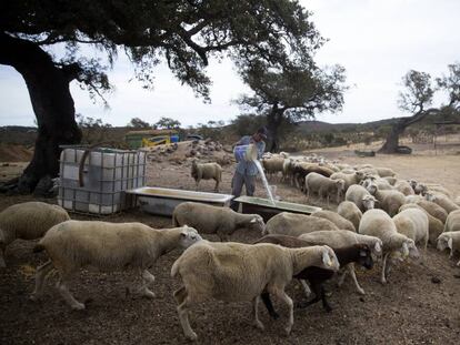 Un ganadero da de beber a sus ovejas en Puebla de Guzmán (Huelva). 