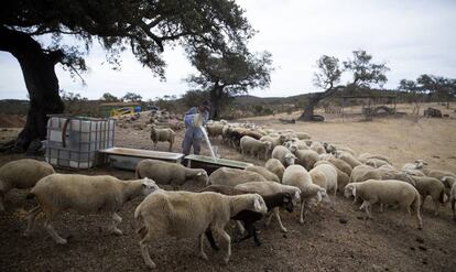 Un ganadero da de beber a sus ovejas en Puebla de Guzmán (Huelva). 