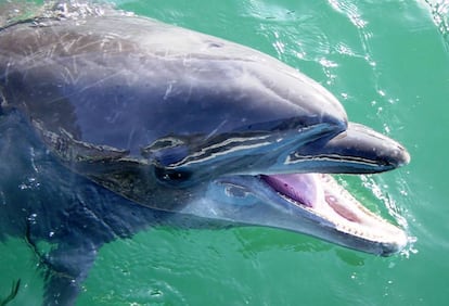 'Nana', la delfín, en el acuario de Shimoda.