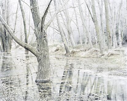 Bosque submerso, no norte de Teruel.