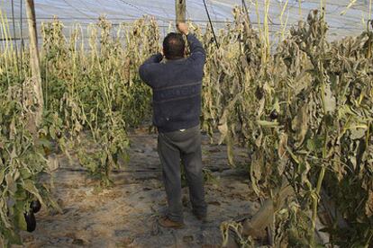 Un agricultor, en una plantación de berenjenas afectada por el frío en Almería.