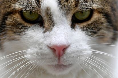 Primer plano de 'Larry', la mascota no oficial del Gobierno británico que habita en el número 10 de Downing Street.