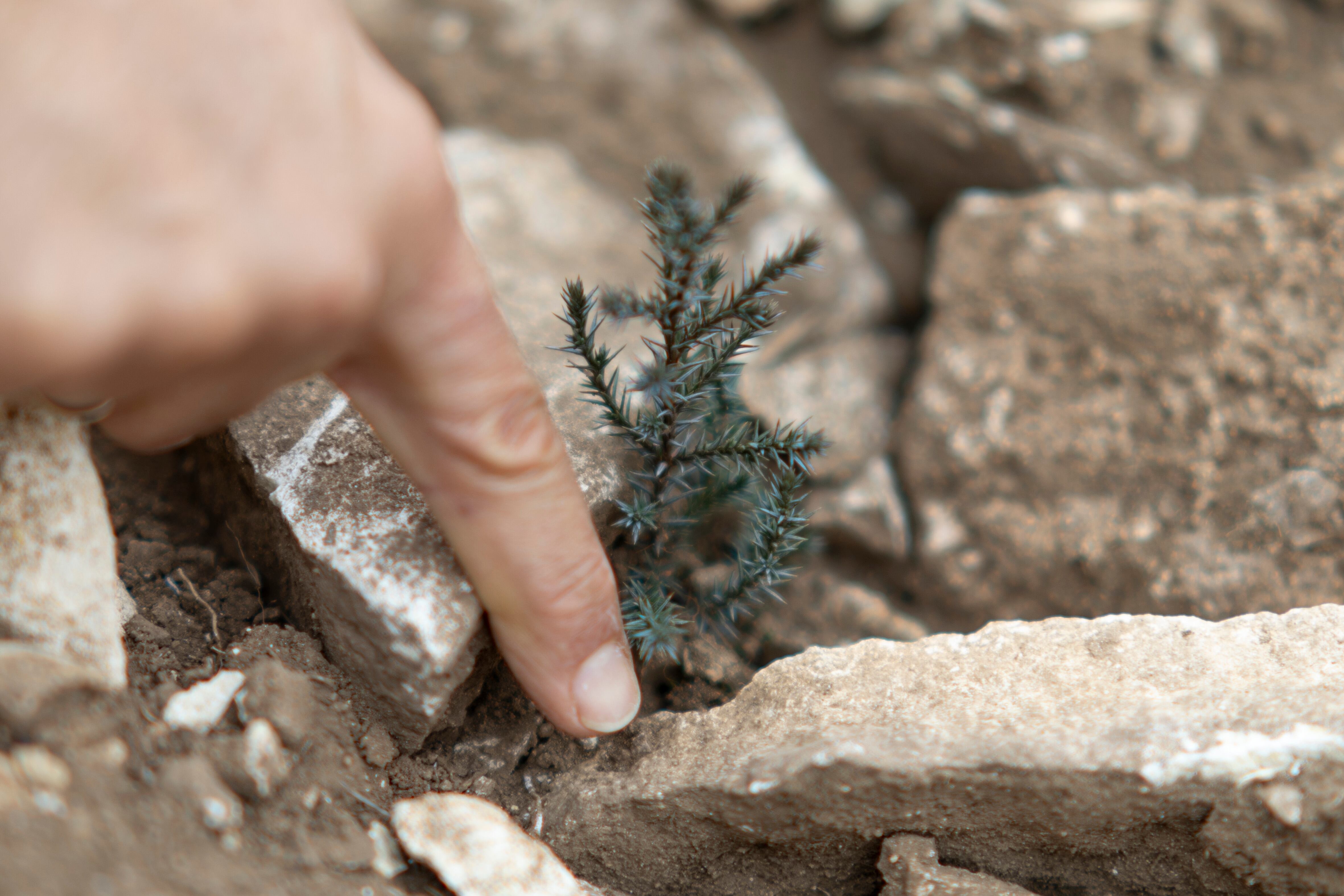 Pequeño ejemplar de sabina en la finca murciana La Junquera, del total de 240.000 árboles y arbustos plantados en el sudeste peninsular por la asociación Alvelal. 