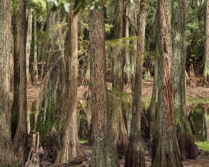 Cypresses, Tallahassee, 2020. 