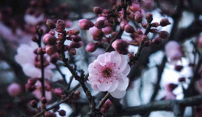 Una flor se abre durante la primavera en Santiago de Chile.