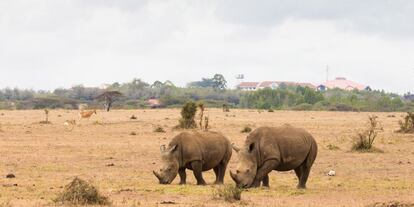 El parque tiene unos 90 rinocerontes negros y 10 de blancos, y es uno de los principales centros de cría de Kenia.