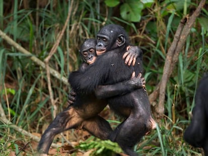 Bonobos amigos